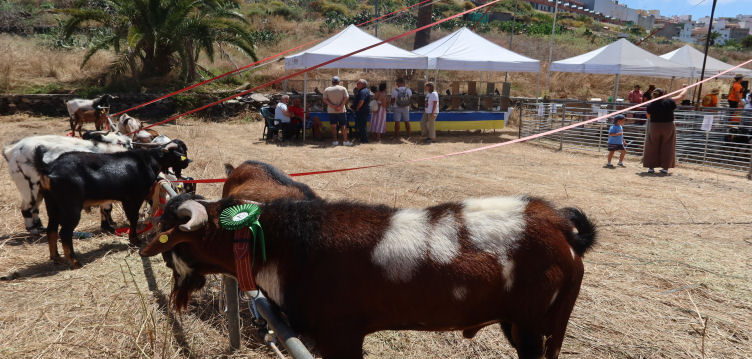 Imagen de Arucas celebra su tradicional feria...