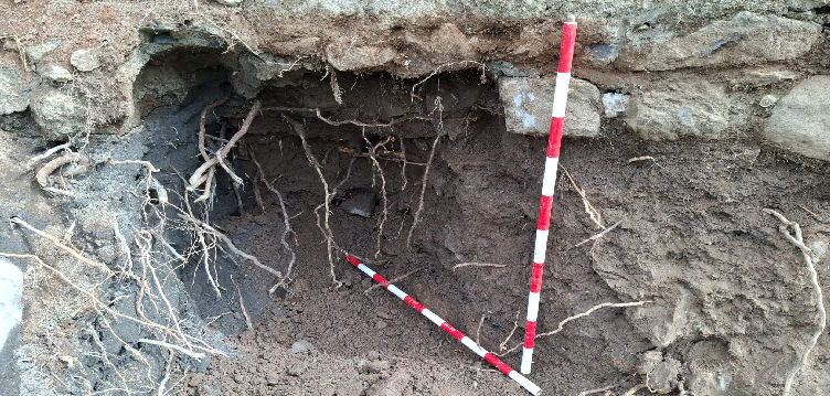 Imagen de Hallazgo casual en Arucas